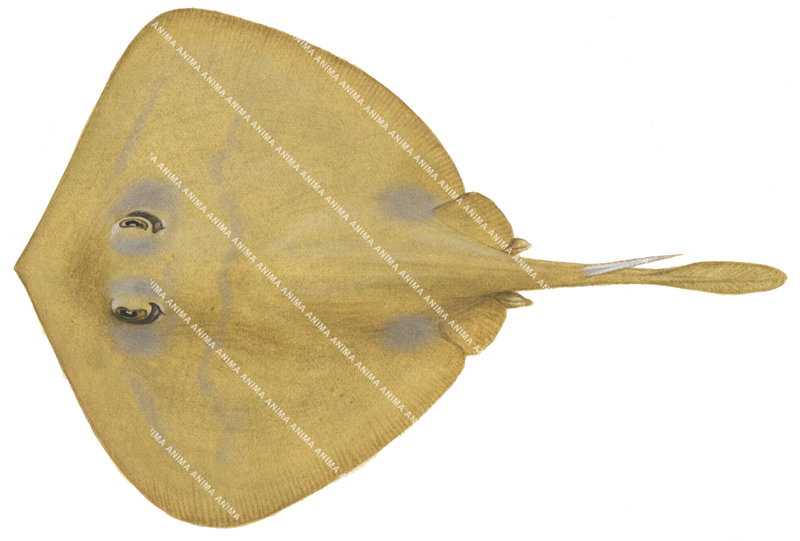 Wide Stingaree,Urolophus expansus,High quality illustration by Roger Swainston