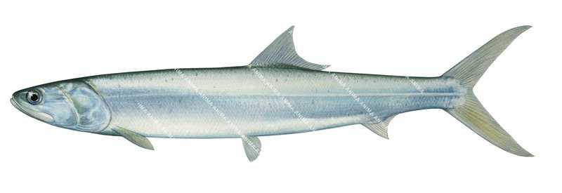 Pacific Giant Herring,Elops affinis,High quality illustration by Roger Swainston