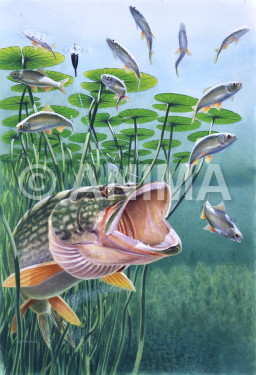 Pike/Brochet chasing prey in water lilies,Esox lucius|High quality freshwater fish image by R.Swainston
