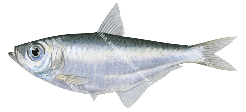 Banded Ilisha,Ilisha striatula,High quality illustration by Roger Swainston