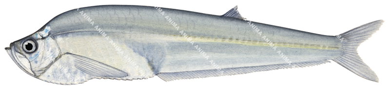 Longfin Herring,Panama,Odontognathus panamensis,High quality illustration by Roger Swainston