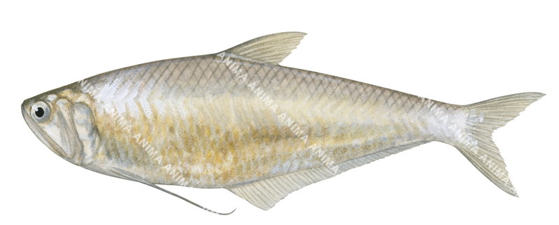 Common Hairfin Anchovy,Setipinna tenuifilis,High quality illustration by Roger Swainston