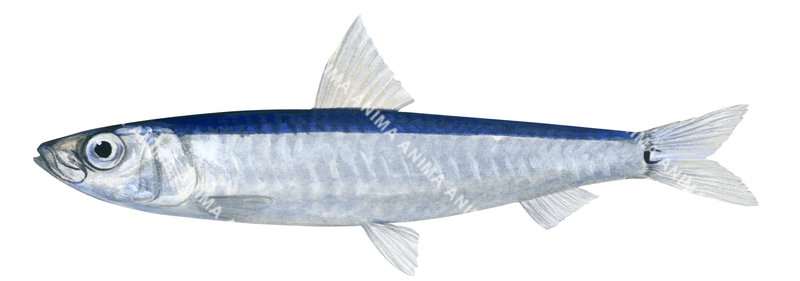 Slender Sprat,Spratelloides gracilis,High quality illustration by Roger Swainston