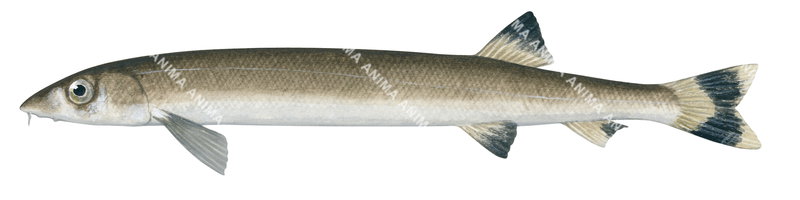 Beaked Salmon-2,Gonorynchus greyi,High quality illustration by Roger Swainston