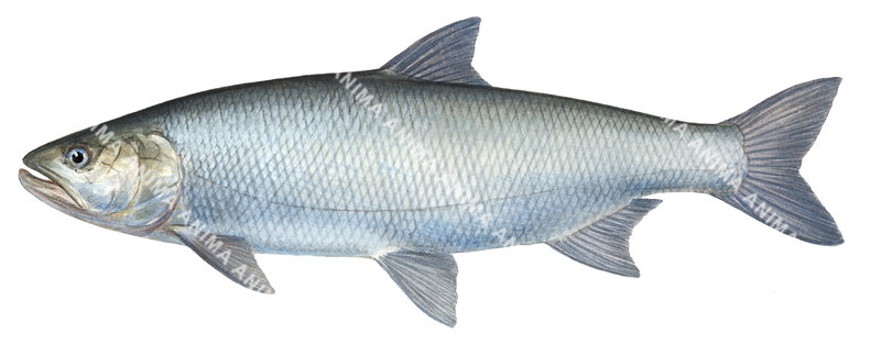 Asp,Aspius aspius.Scientific fish illustration by Roger Swainston