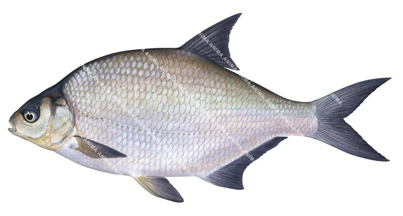 Bream-3,Abramis brama.Scientific fish illustration by Roger Swainston