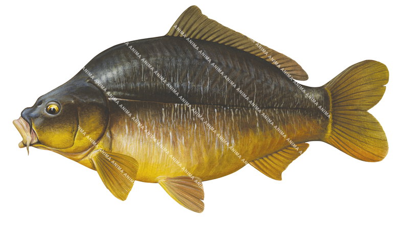 Leather Carp/Carpe cuirCyprinus carpio.High Res Scientific illustration by Roger Swainston