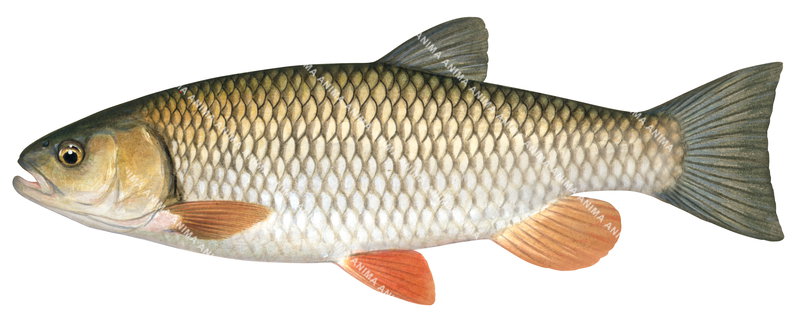 Swimming Chub/Chevesne,Leuciscus cephalus.Fish illustration by Roger Swainston