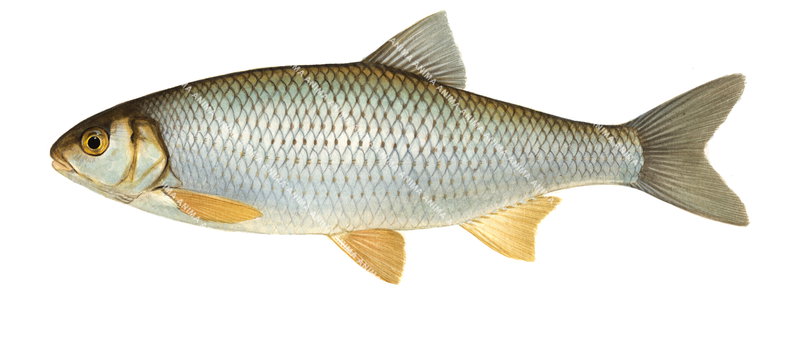 Dace/Vandoise,Leuciscus leuciscus.Scientific fish illustration by Roger Swainston