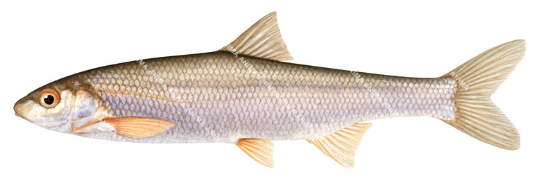 Toxostome,Chondrostoma toxostoma.Fishes of Europe, Freshwater, Scientific position,France  