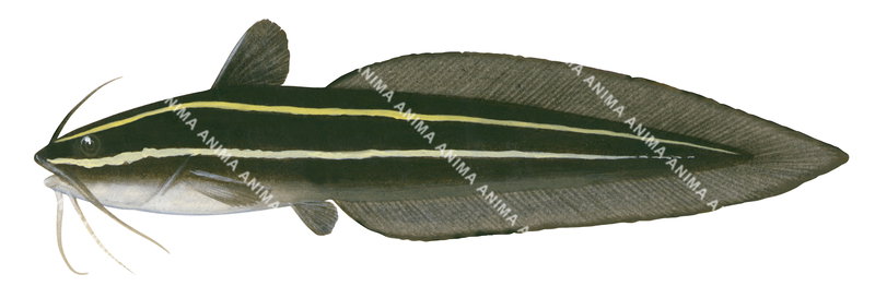 Striped Catfish,Adult,Plotosus lineatus,High quality illustration by Roger Swainston