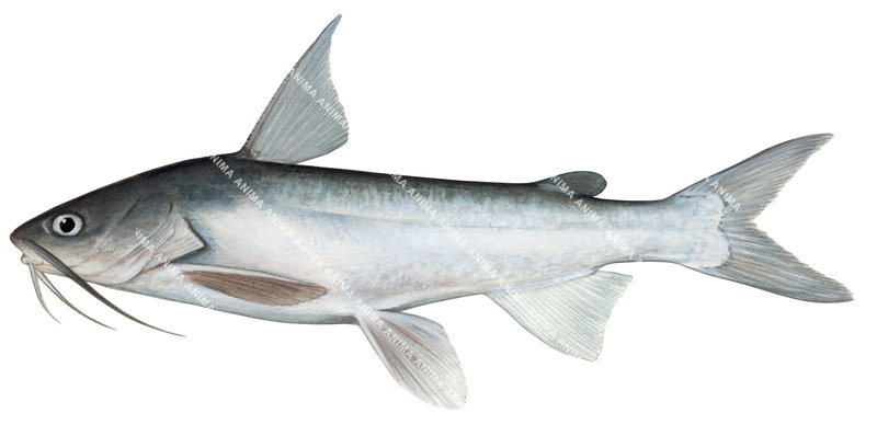 Broadhead Catfish,Arius dasycephalus,High quality illustration by Roger Swainston