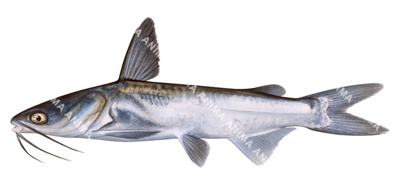 Manyrayed Catfish,Cathorops multiradiatus,High quality illustration by Roger Swainston