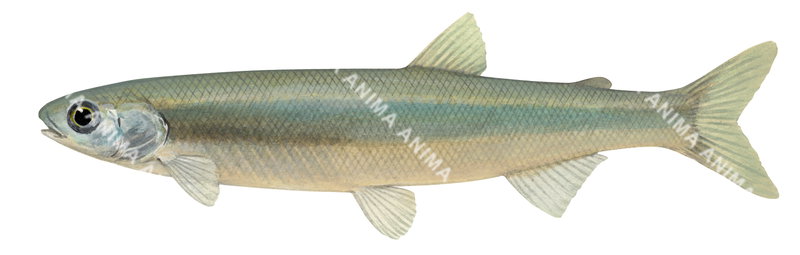 Australian Grayling,Prototroctes maraena.Scientific fish illustration by Roger Swainston