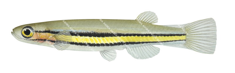 Blackstripe Minnow,Galaxiella nigrostriata,High quality illustration by Roger Swainston