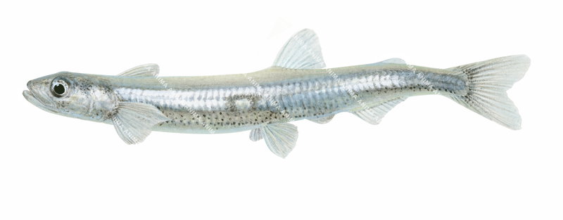 Tasmanian Whitebait,Lovettia sealii.Scientific fish illustration by Roger Swainston