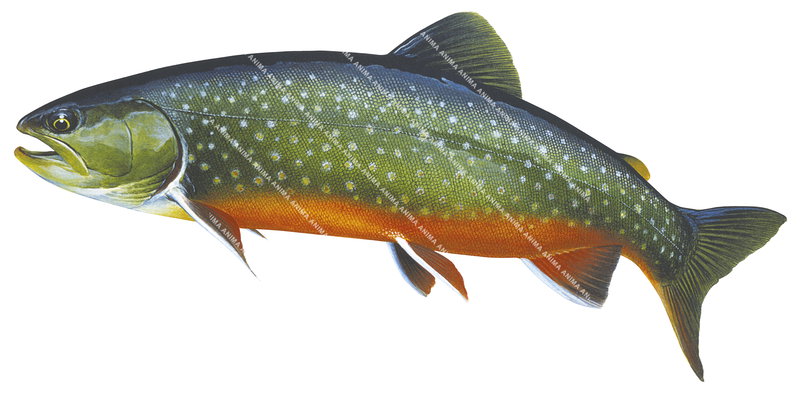 Swimming Charr/Omble chevalier-1,Salvelinus alpinus|High quality freshwater fish image by R.Swainston