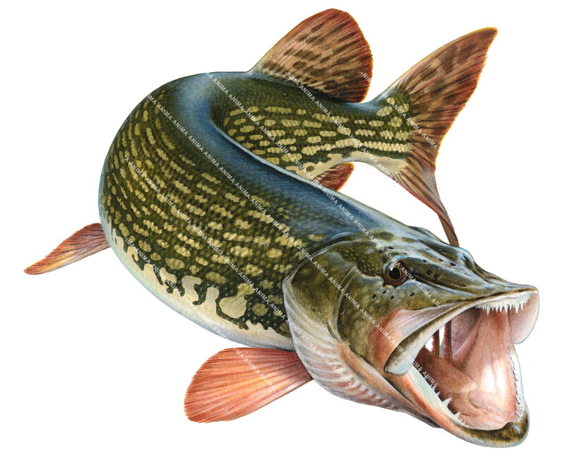 Pike/Brochet, hunting for prey,Esox lucius|High quality freshwater fish image by R.Swainston