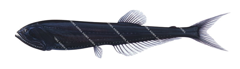Deepsea Fangjaw,Sigmops bathyphilus,High quality illustration by Roger Swainston
