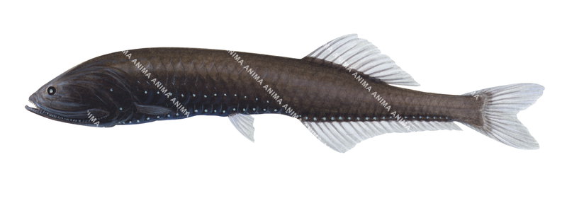 Smalltooth Bristlemouth,Cyclothone microdon,High quality illustration by Roger Swainston