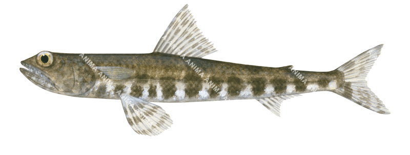 Gracile Saury1,Saurida gracilis,High quality illustration by Roger Swainston