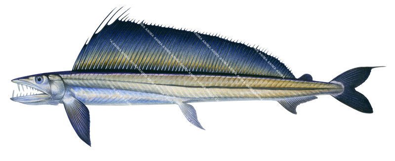 Longnose Lancetfish,Alepisaurus ferox,High quality illustration by Roger Swainston