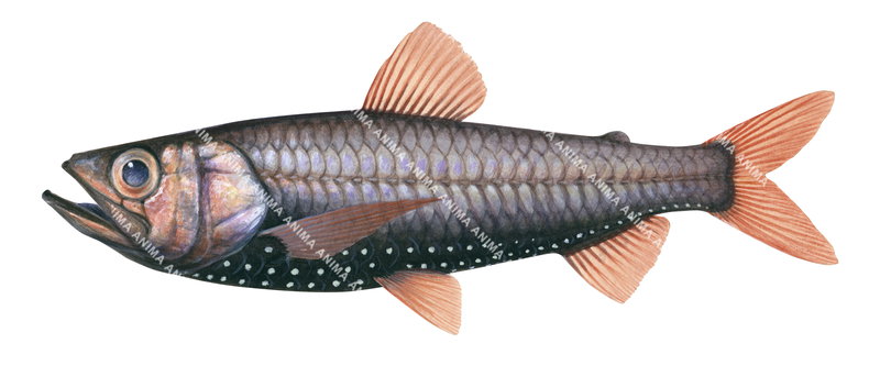 Largescale Neoscopelid,Neoscopelus macrolepidotus,High quality illustration by Roger Swainston