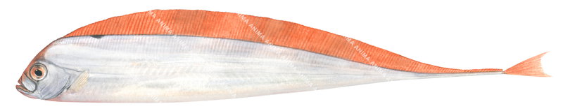 Southern Ribbonfish,Trachipterus jacksonensis.Scientific fish illustration by Roger Swainston