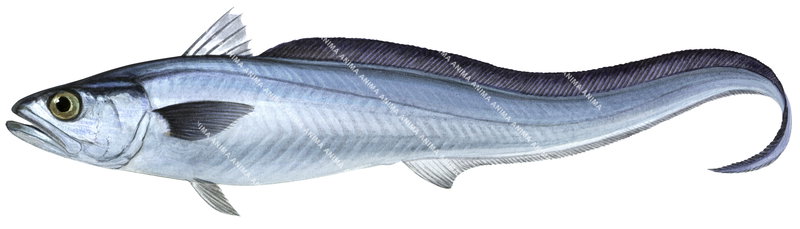 Blue Grenadier,Macrurus novaezelandiae,High quality illustration by Roger Swainston