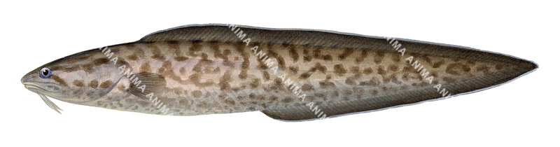 Rock Ling,Genypterus tigerinus,High quality illustration by Roger Swainston