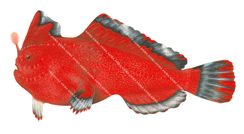 Red Handfish,Sympterichthys politus,High quality illustration by Roger Swainston