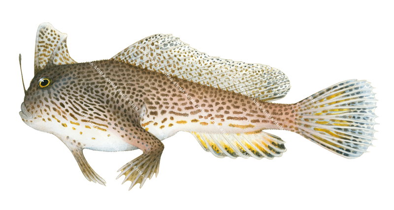 Spotted Handfish,Brachionichthys hirsutus,High quality illustration by Roger Swainston