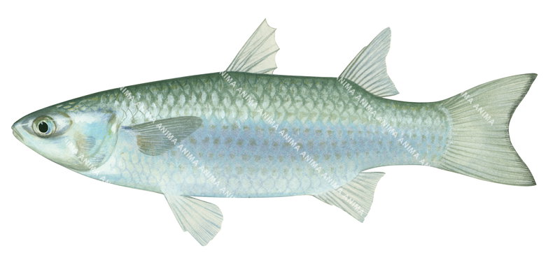 Greenback Mullet,Liza subviridis,High quality illustration by Roger Swainston