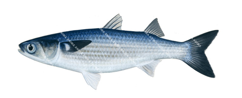 Galapagos Mullet,Mugil,galapagensis,High quality illustration by Roger Swainston