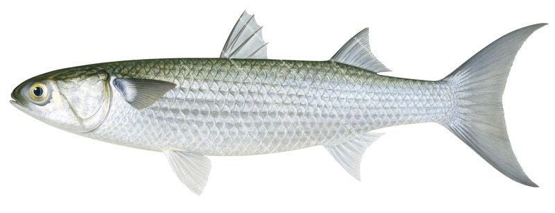 Sea Mullet4,Mugil cephalus,High quality illustration by Roger Swainston