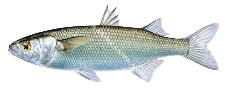 Yelloweye Mullet,Aldrichetta forsteri,High quality illustration by Roger Swainston