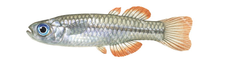 Redfin Blue-eye,Scaturiginichthys vermeilipinnis,High quality illustration by Roger Swainston