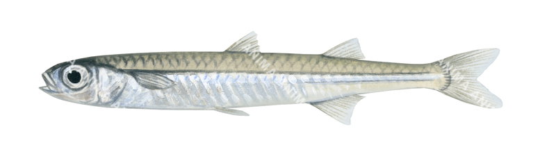 Silver Fish,Leptatherina presbyteroides,High quality illustration by Roger Swainston