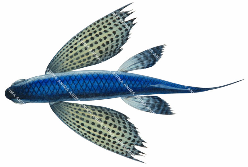 Dorsal view of the Spotted Flyingfish,Cypselurus callopterus,High quality illustration by Roger Swainston