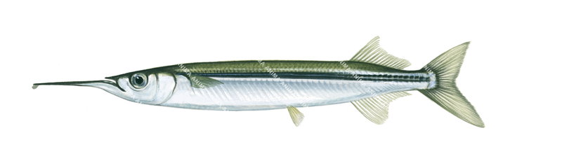 Common Garfish,Hyporhamphus unifasciatus,High quality illustration by Roger Swainston