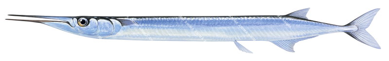 European Garfish/Orphie,Belone belone.Scientific fish illustration by Roger Swainston
