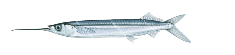 Jumping Garfish,Hemirhamphus saltator,High quality illustration by Roger Swainston