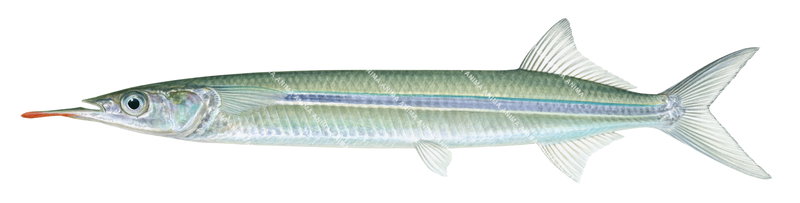 Longtail Garfish,Hyporhamphus quoyi,High quality illustration by Roger Swainston