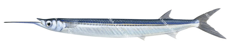 Slender Garfish,Hyporhamphus dussumieri,High quality illustration by Roger Swainston