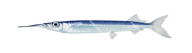 Tropical Garfish,Heporhamphus affinis,High quality illustration by Roger Swainston