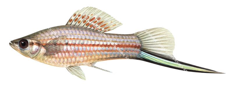 Swordtail,Xiphophorus helleri,High quality illustration by Roger Swainston