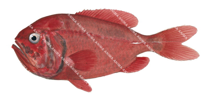 Orange Roughy-2,Hoplostethus atlanticus,High quality illustration by Roger Swainston