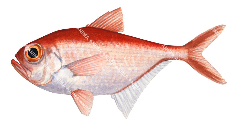 Alfonsino-1,Beryx splendens,High quality illustration by Roger Swainston