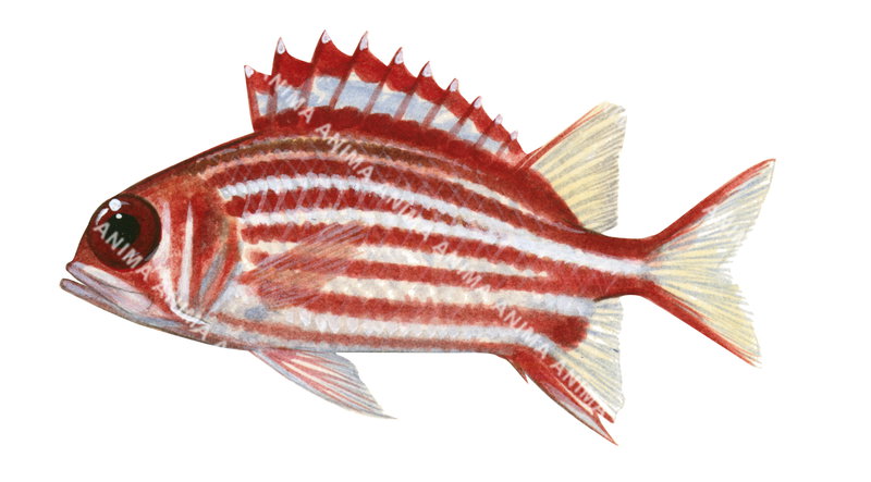 Whitetip Soldierfish,Myripristis vittata,High quality illustration by Roger Swainston