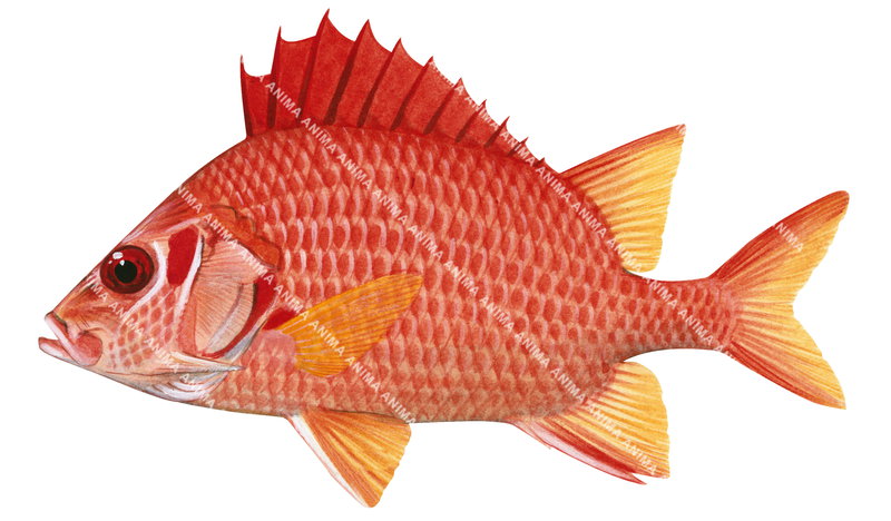 Sabre Squirrelfish,Sargocentron spiniferum,High quality illustration by Roger Swainston